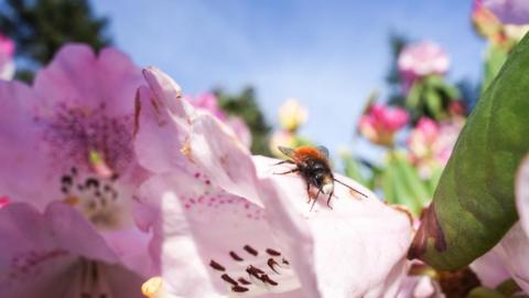 Nature Crisis: 'Insect Apocalypse' More Complicated Than Thought - BBC News