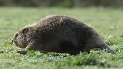 Beaver