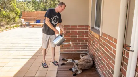 ANDREW CORRELL A man waters down a kangaroo outside his house