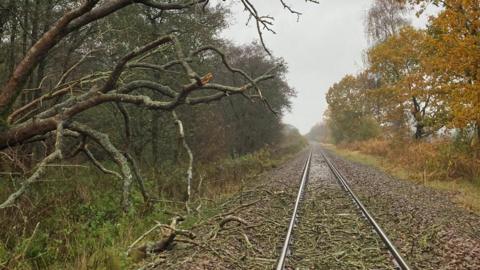 A fallen tree by Worlingham level crossing, between Beccles and Oulton Broad South