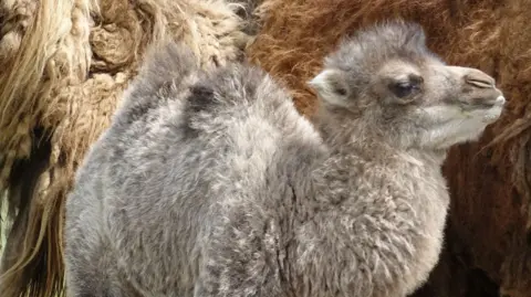 A pale grey fluffy baby camel seen from side on, with its brown shaggy haired mother behind. He has a small hump and tufty ears