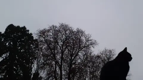 A cat and some trees are photographed in silhouette against a grey evening sky.