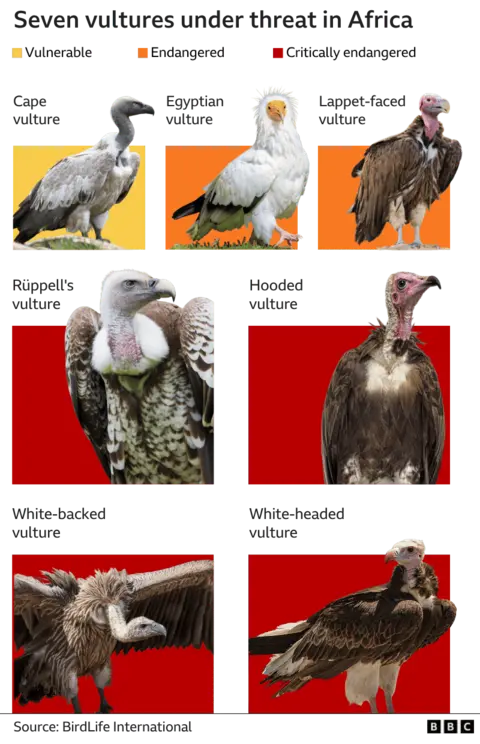 A graphic titled Vultures under threat in Africa showing seven species that are vulnerable, endangered or critically endangered.