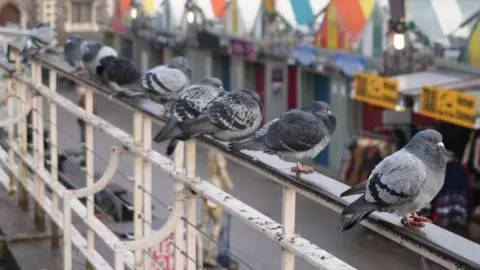 Shaun Whitmore/BBC A row of nine pigeons on railings which overlook Norwich markets in the city. In the background of the picture are brightly coloured roofs of market stalls.