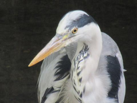 Your pictures of Scotland: 1-8 July - BBC News