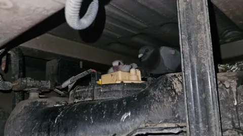 Louise Thomas The underside of the postal van where two pigeons can be seen peeking out from machinery in the dark.