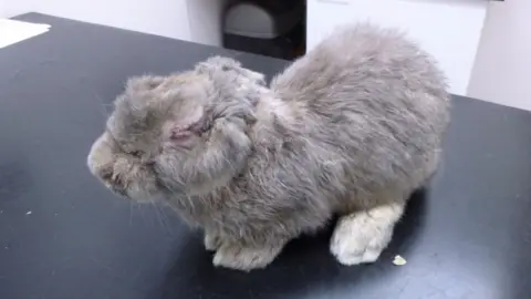 Five rabbits dumped in box at Swillington allotments