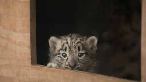 SIÂN ADDISON/RZSS Snow leopard cub