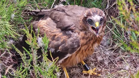 National Trust/PA Hen harrier