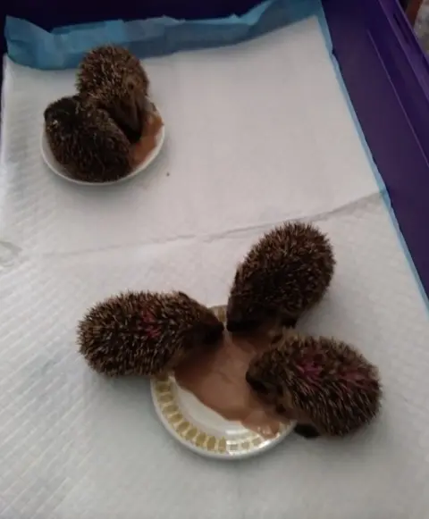 Frank Tett Hedgehogs cared for by the couple