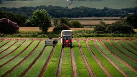 Getty Images Farm, UK