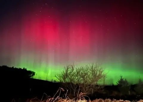 Cat Craig Glendaruel