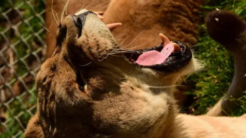 A lion at Africa Live, in Kessingland, Suffolk