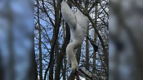 RSPCA Upside down swan