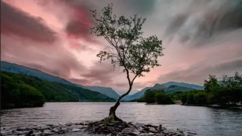 Lonely Tree