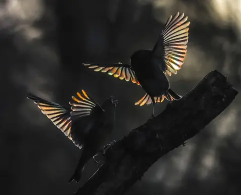 Andrew Fusek Peters Robin and greenfinich