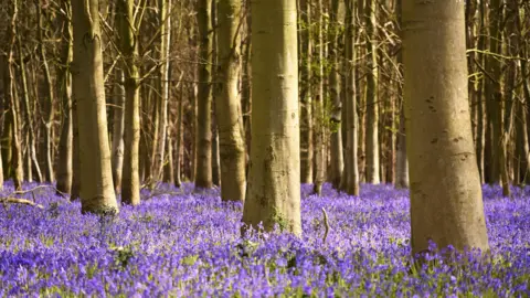 Mike Whiteman Bluebells on the ground of a woodland surrounded by trees.