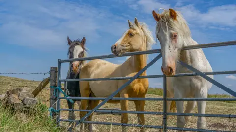 Three horses, one dark brown, one beige and one white stood behind a metal fence with a field behind them