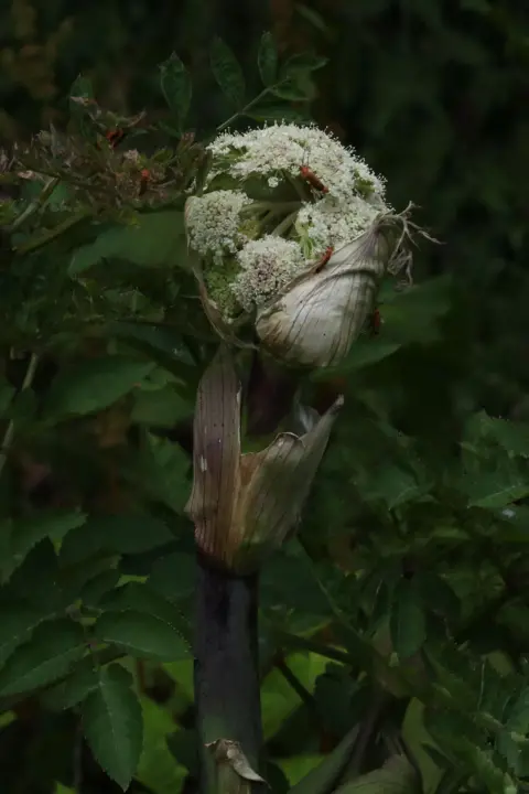 Innes Edwards A plant whose clustered leaves resemble a human face, with green leaves in the background