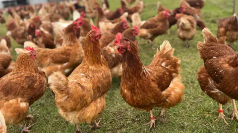 Chickens outside on a farm