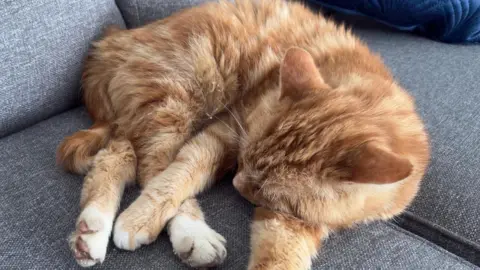 Provided/Lucy Roche Ginge, the ginger cat asleep on the sofa with legs outstretched. 