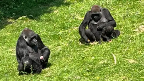 Phil Harrison/BBC Gorillas at Port Lympne 