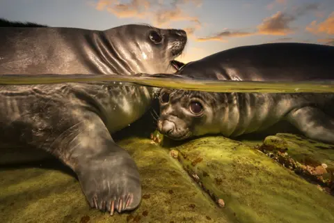 Matty Smith/UPY2026 A pair of southern elephant seal cubs in a rock pool in the Falkland Islands