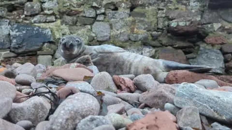 A picture of a large seal sat on the rocks. It is grey in colour with a number of grey rocks.
