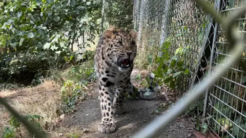 A leopard prowls inside a zoo enclosure with its mouth open.