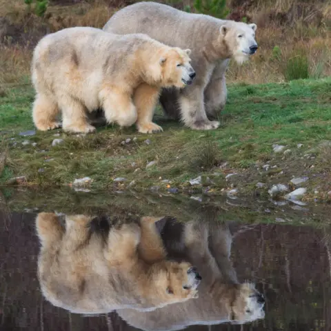 RZSS Hamish, who is nearest the camera, walks beside his mother Victoria. The bears are reflected in the water of the pond.