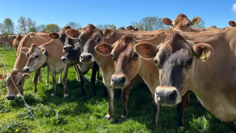 A row of brown Jersey cows stood in a grassy field on a sunny day. They are looking at the camera
