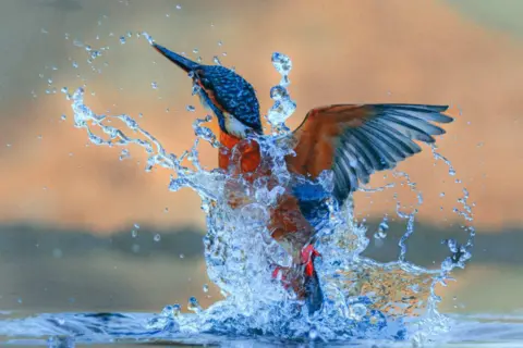 Ruth Cordiner A kingfisher coming out of water. The bird’s body is partially submerged, with droplets and streams of water cascading off its feathers. Its long, pointed beak is angled upward, and the vibrant plumage is visible - blue on the head and wings, rusty orange on the chest.