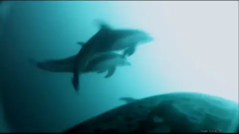 Two dolphins are seen underwater in a still of the footage