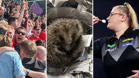 Three composite images; on the left; a crowd of football fans celebrate in a stadium, in the middle; a hedgehog curls up in a pile of newspaper, on the right; a female darts player with blonde hair in a ponytail and glasses aims a white dart.
