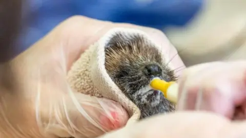 PA Media A small hedgehog hoglet is being fed by a small bottle while wrapped in a towel
