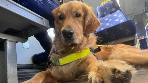 Anne the guide dog on a train