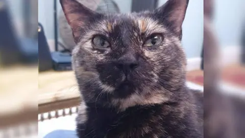 Debbie Morgan A tortoiseshell cat with green eyes sitting on a woman's eyes and looking upwards. The woman is wearing jeans.