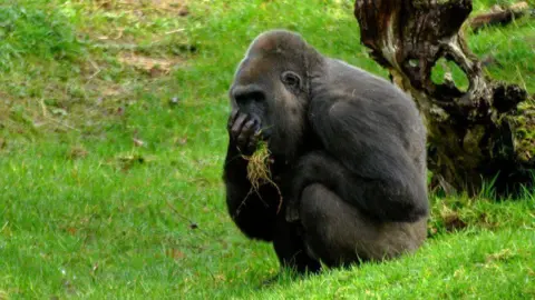 A Gorilla eating grass. It is sitting down with its hand holding grass to its mouth.