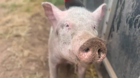A pig is prominent in the photo and their face is facing and looking at the camera. The background, including the ground and what could be a fence, is blurred.