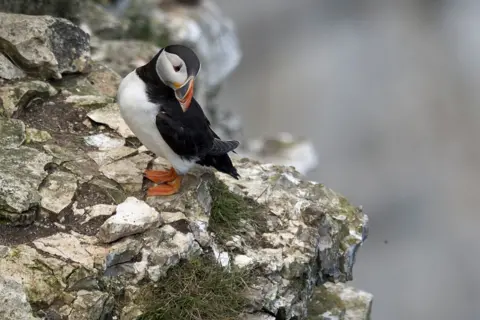 Getty Images Puffins are at risk of their eggs and chicks being eaten by predators and food loss from overfishing.