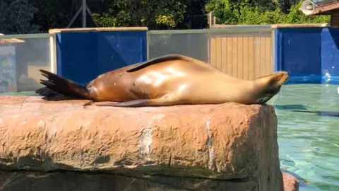 Welsh Mountain Zoo Sea lion lying on its back on a rock in a pool in its zoo habitat