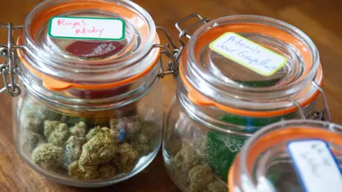Three large glass jars containing small piles of large green cannabis buds sit on a wooden counter top.