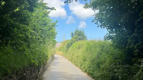 A Jersey lane with green hedges on either side and a blue sky in the background.
