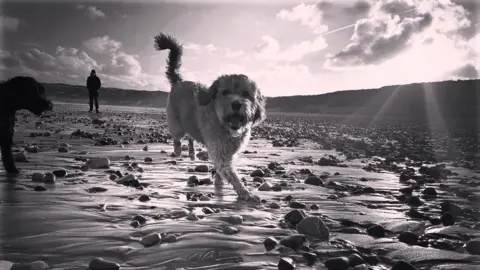 Diane Kennedy Una fotografía en blanco y negro de perros caminando por una playa rocosa, con arena ondulada y una persona al fondo bajo un sol brillante.