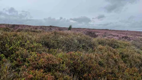A view of land covered by heather.