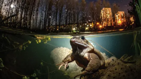 Mark Kirkland A common frog is swimming in a pond surrounded by weeks and frogspawn. The night time skyline of Glasgow can be seen in the background with lights on in high rise blocks