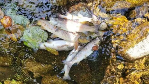 Dead fish lying in a river. Fish lying on the rock with white underbellies and grey fins.