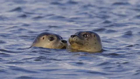 Mark Husmann Two of the seals in the water