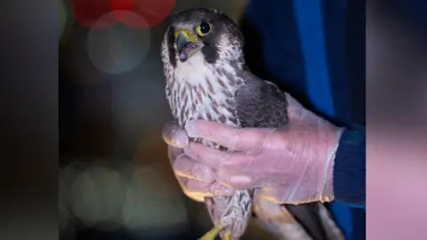 South Essex Wildlife Hospital A person with their hands around the wings of a peregrine falcon. The bird's yellow beak is slightly open.