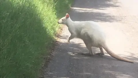 Albino wallaby photographed on Wiltshire country lane